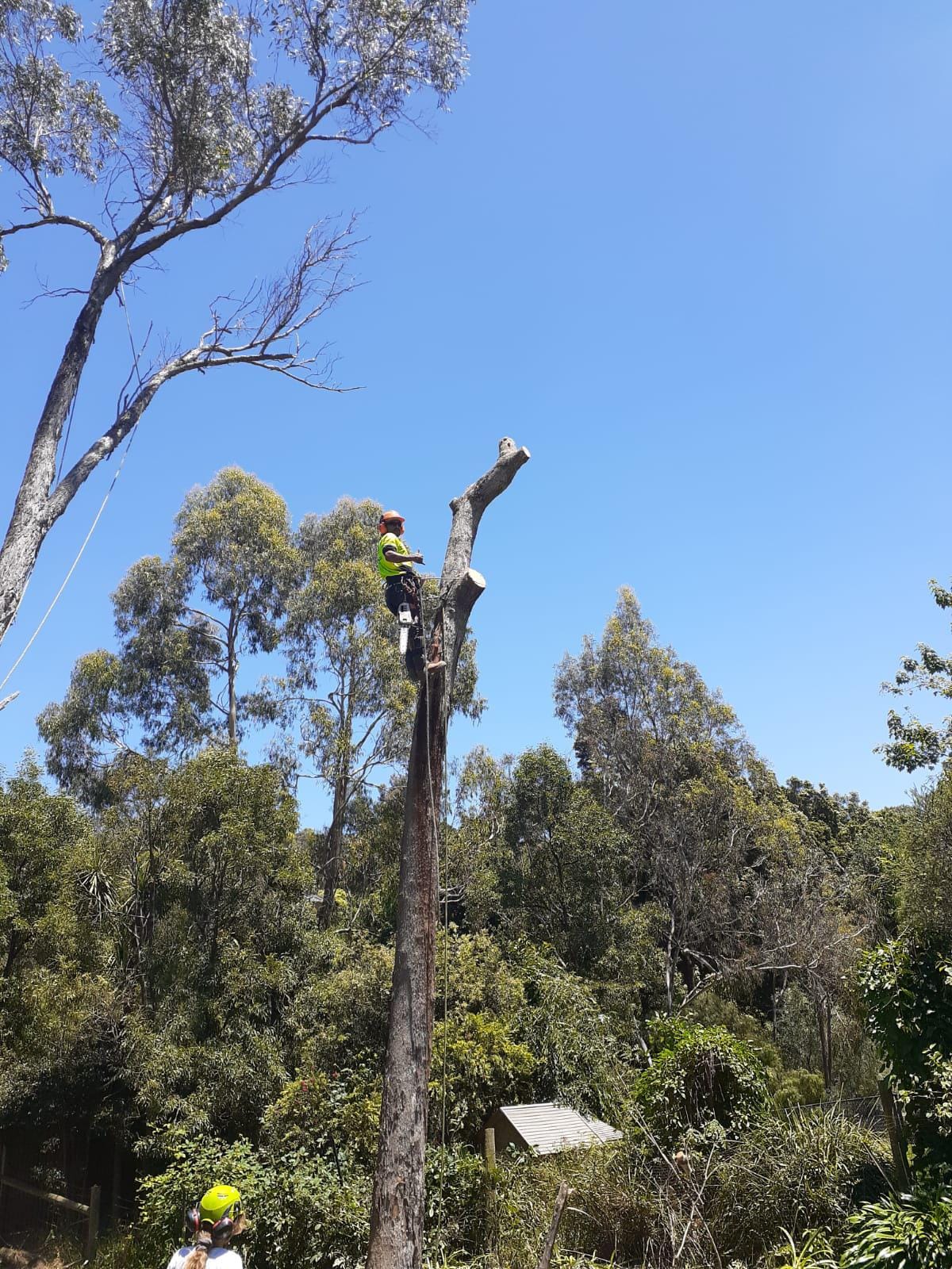 Professional tree services in Melbourne